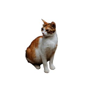 A Ginger And White Cat Sitting Calmly On A Paved Urban Street. 16653 - Cat PNG image with transparent background